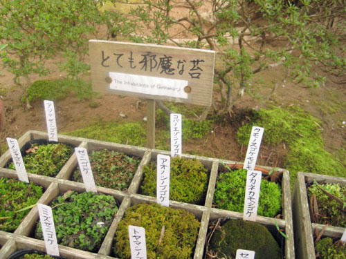 ginkakuji (11)