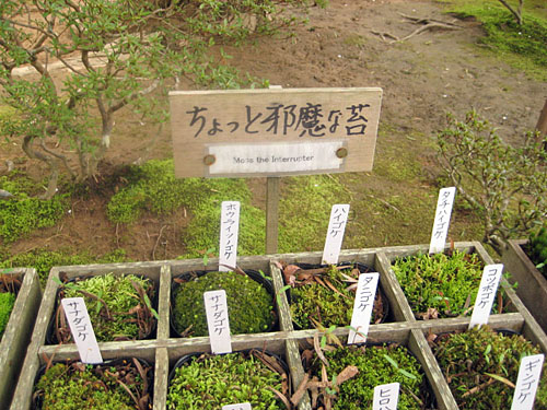 ginkakuji (10)