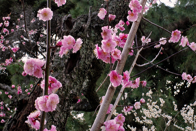  桃の花咲く