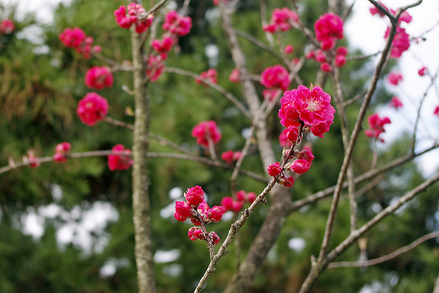  桃の花咲く