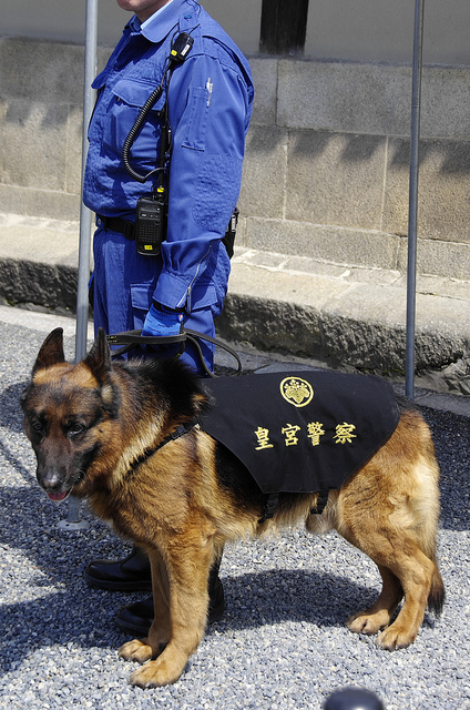 皇宮警察犬