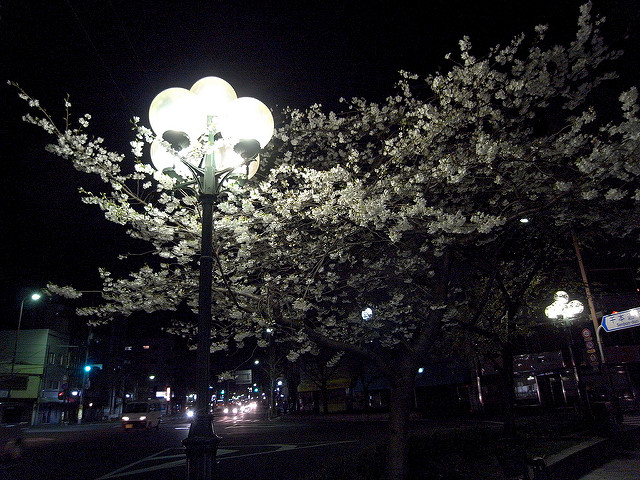 交差点の夜桜