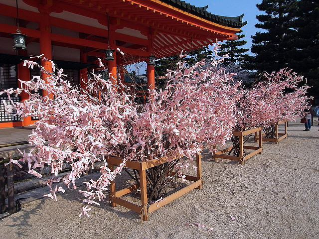 桜みくじ