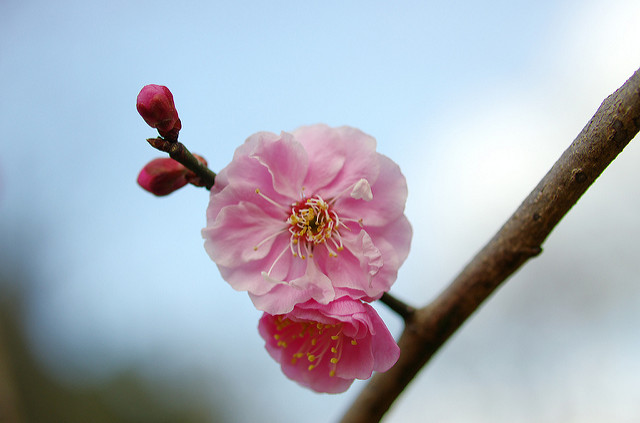 花のピント