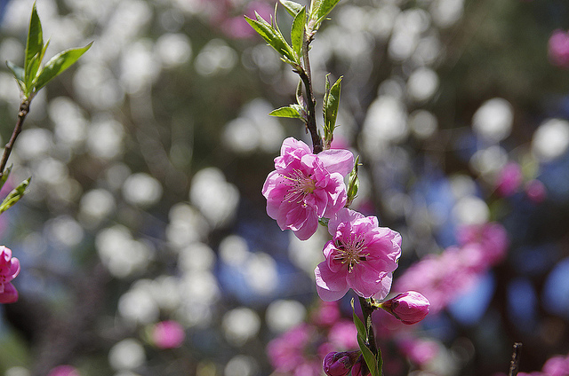 桃の花満開