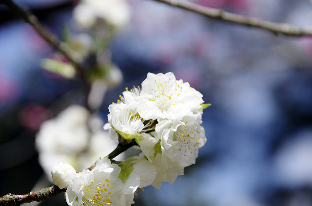 桃の花満開