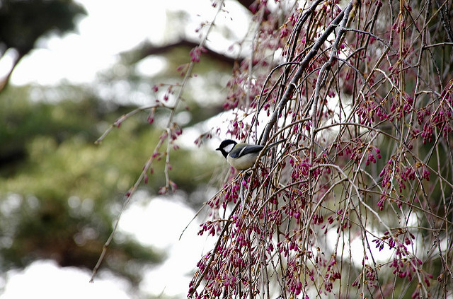 桜に四十雀