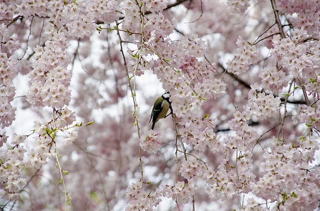 桜に四十雀