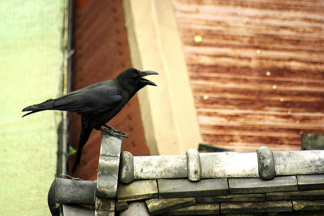 カラスなぜ鳴く