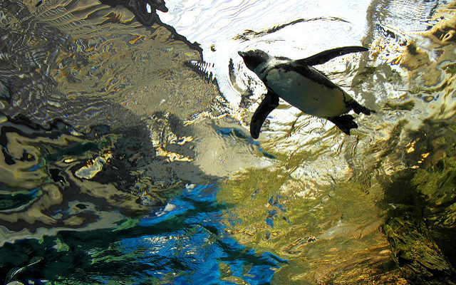 空飛ぶペンギン