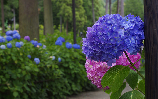 紫陽花（グラデーション）