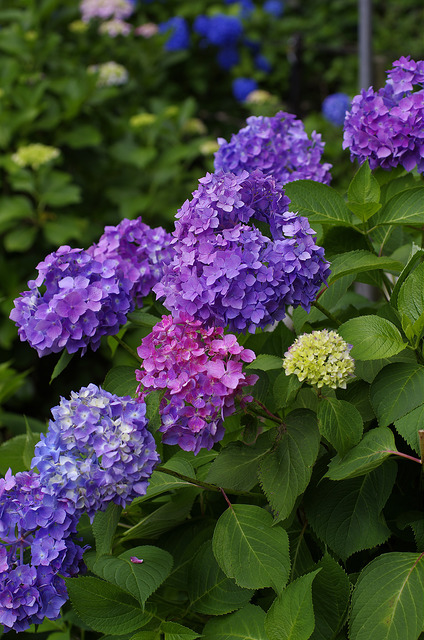 紫陽花（グラデーション）