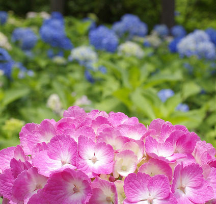 紫陽花（赤いのとかピンクとか）