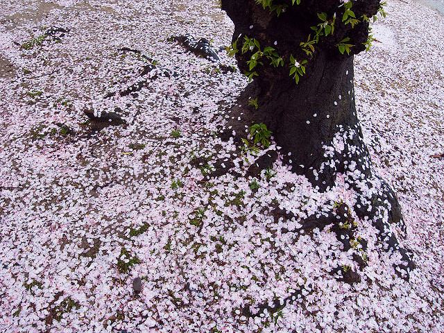 花毛氈