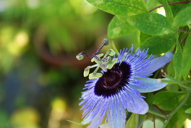 なんの花だっけ？