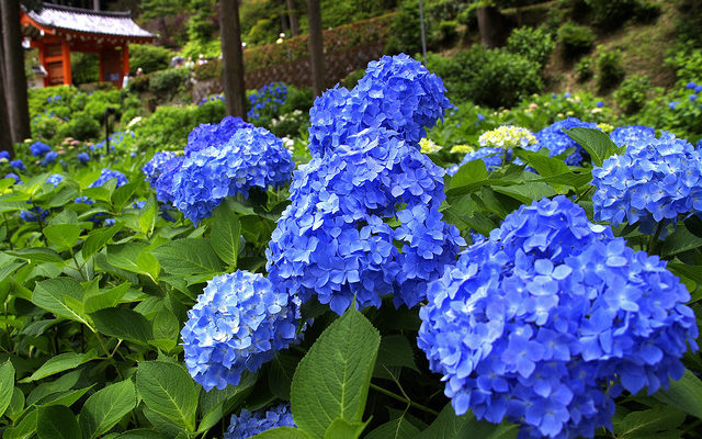 紫陽花（青）