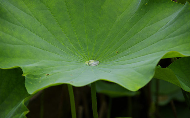 梅雨の蓮