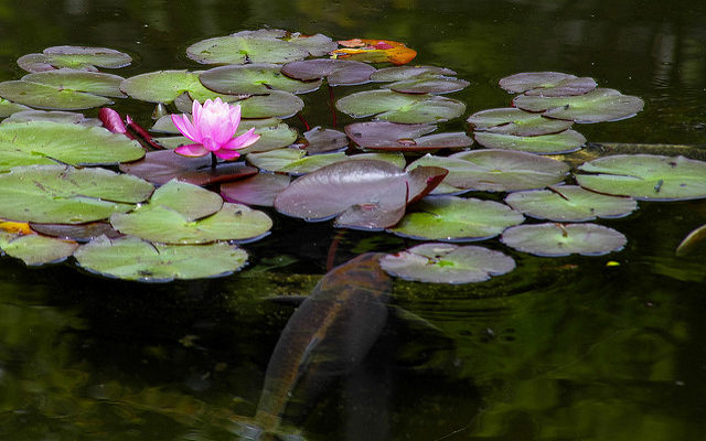 蓮の花