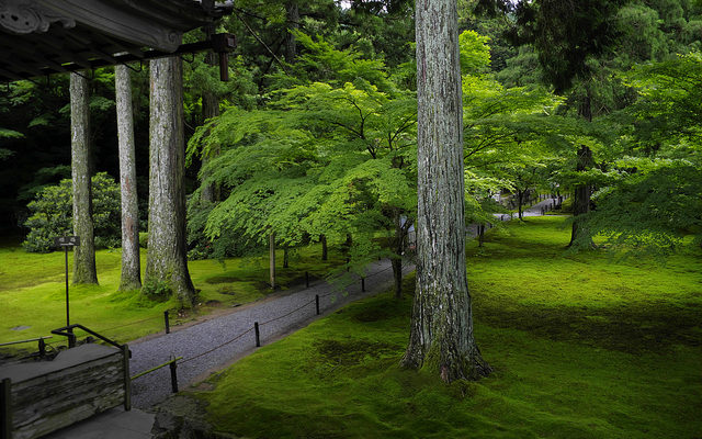 苔萌え