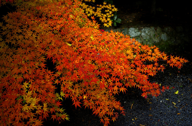 光明寺の紅葉