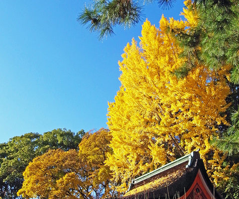 天神さんの大銀杏