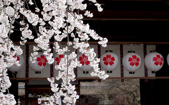 平野神社の魁桜
