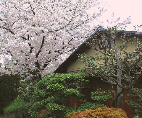 上七軒歌舞練場の桜