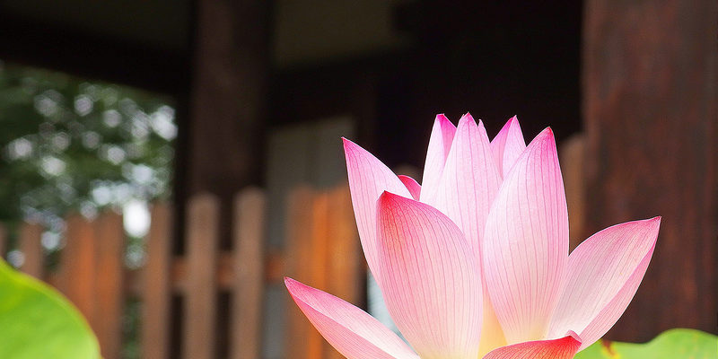 立本寺の蓮